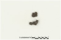 藏品(葉蘚目)的圖片